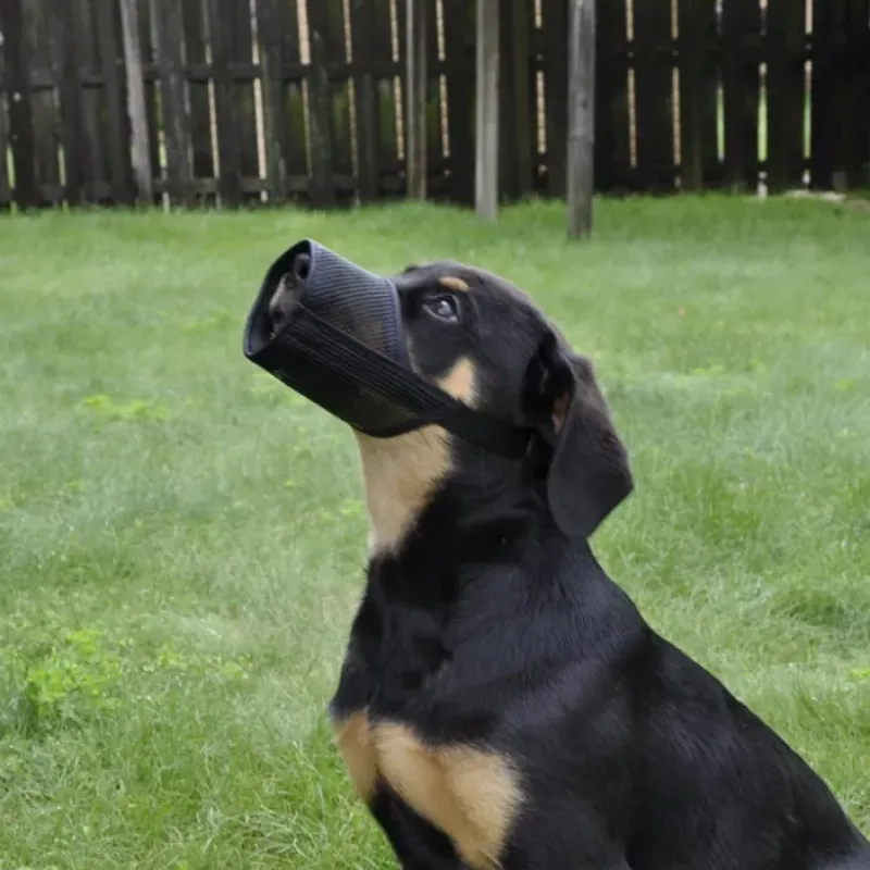 Shop All*Adjustable Mesh Dog Muzzle, Black - Pet Home | The Perfect Pet Supplies Shopping Experience